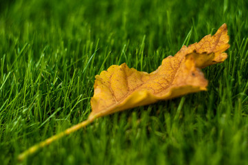 Yellow leaf on the green grass