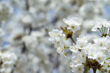 Blossom tree over nature background