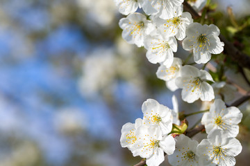 Beautiful cherry blossom sakura in spring time over sky
