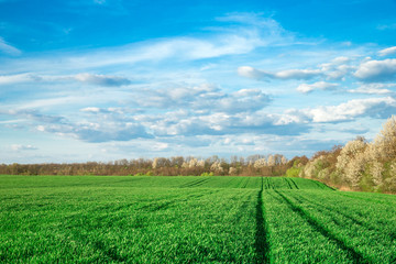 Green field and blue sky