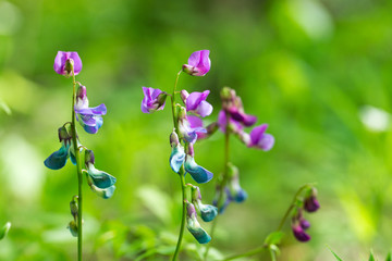 Fototapeta na wymiar Violet, wild flowers with sunlight. Close up