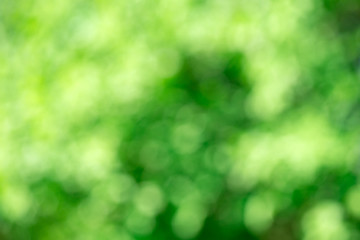 Obraz premium green bokeh background,green bokeh,green bokeh abstract