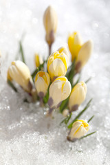Crocuses grow under snow on a spring sunny day. Beautiful yellow primroses in the garden.