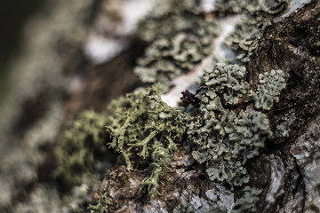 Beautiful colored lichen and moss on a tree branch in the forest