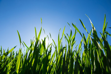 Fototapeta premium Green grass against the blue sky