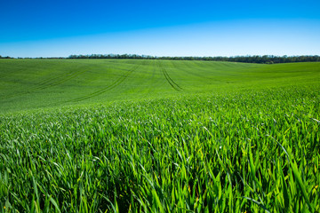 Obraz premium green field and blue sky with clouds