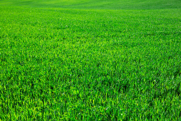 Fototapeta premium green grass on green background