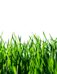 Grass isolated on white background.