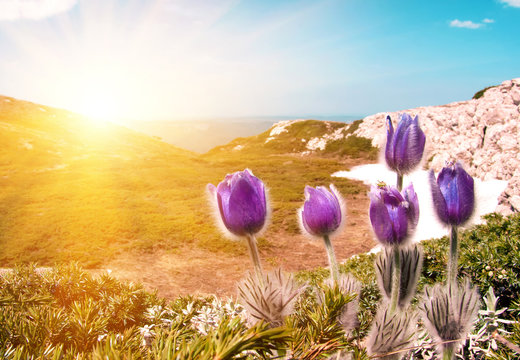Purple flowers Pulsatilla patens in the mountains