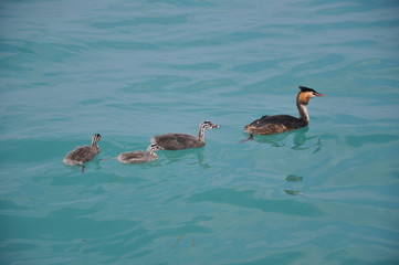Familia de patos nadando en el agua