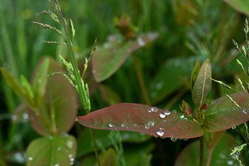 Raindrops