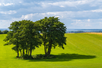 Cluster Of Trees With Shadows On A Green Field