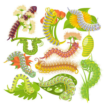 Caterpillar vector leafworm or green larva and leafy worms in nature illustration set of spanworm and case-worm on leaf isolated on white background