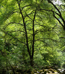 un immense arbre et ses ramifications