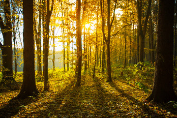 Obraz premium Golden autumnal forest with sunbeams