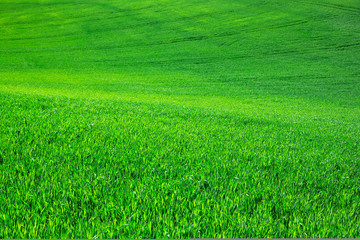 Naklejka na ściany i meble green grass on green background