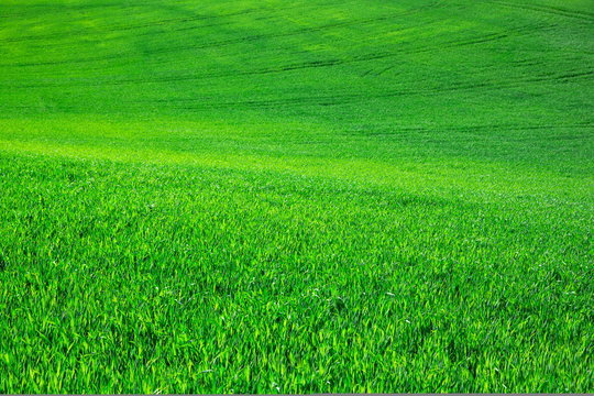 green grass on green background