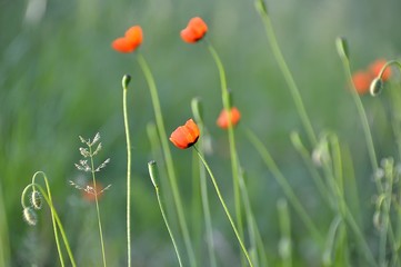 Poppies of the meadows of Ukraine