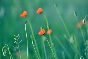 Poppies of the meadows of Ukraine