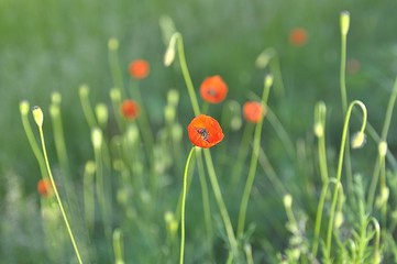 Poppies of the meadows of Ukraine