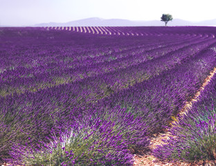 View to lavender field in France