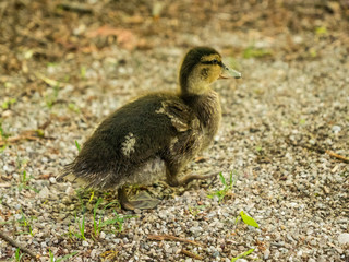 Junge Ente