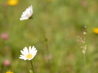 Gänseblümchen