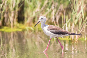 Black-winged stilt (Himantopus himantopus) in a pond looking for food.