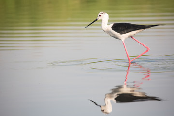 Black-winged stilt (Himantopus himantopus) in a pond looking for food.