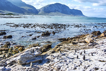 Penguins colony in stony point nature reserve betty's bay Boland Mountain Complex, Western Cape