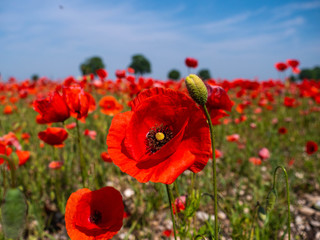 Mohnblume am Horizont