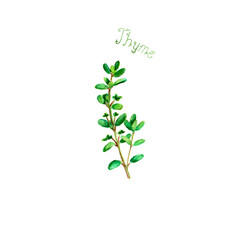 Obraz na płótnie Canvas Thyme herb spice isolated on white background