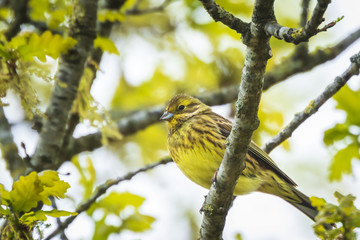 Closeup of a yellowhammer bird (Emberiza citrinella) perching on a branch, singing.