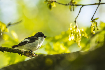 Closeup of a European pied flycatcher bird (Ficedula hypoleuca) perching on a branch, singing.