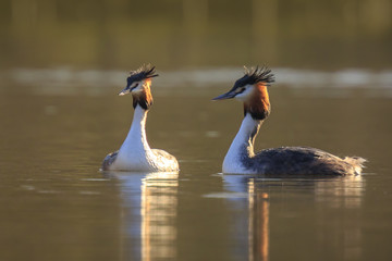 Great crested grebe Podiceps cristatus mating during Springtime