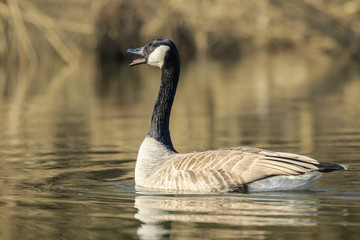 Canadian goose Branta canadensis close up