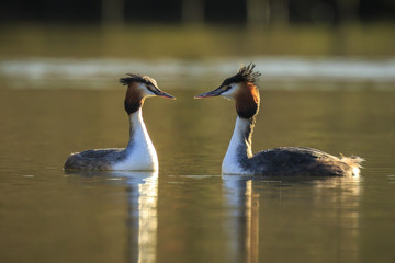 Great crested grebe Podiceps cristatus mating during Springtime