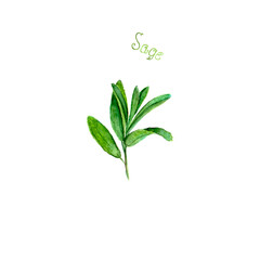 Sage herb spice isolated on white background