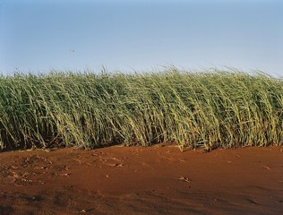 Sky Sea Grass and Beach