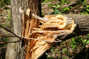 Broken tree trunk