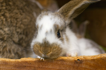 A daisy is my food.