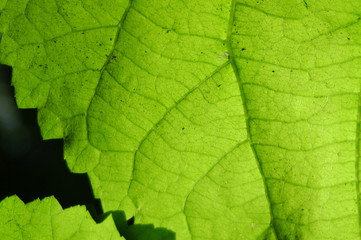 Muir Woods Leaf 2