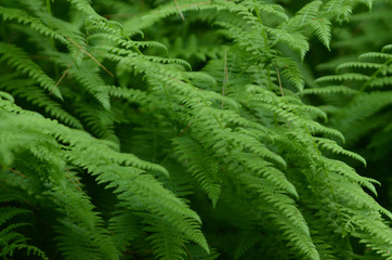 Green Ferns in Maine 4