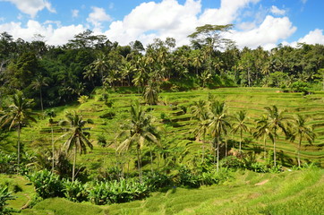 Fototapeta na wymiar Tegalalang Rice Terrace Bali Indonesia