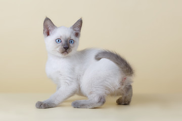 Fototapeta na wymiar Blue-eyed cat on a beige background