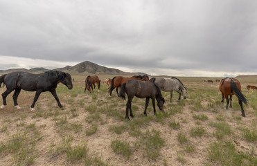 Fototapeta na wymiar Herd of Wild Horses in Utah