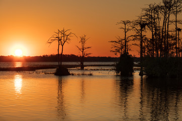 Silhouetted Cypress Trees on Lake at Orange Sunset
