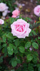 Spring rose flowers in the garden