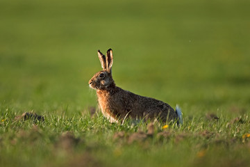  European hare, lepus europaeus