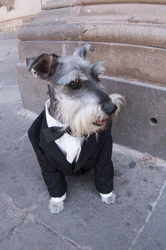 Perrito fiestero